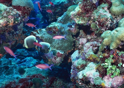 CRISPR Uncovers how Corals Adjust to Warming Oceans