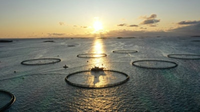 Hungry Salmon Revealed with Sound Waves and AI