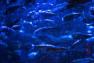 Next Generation of Swimming Living Robots can Self-Train
