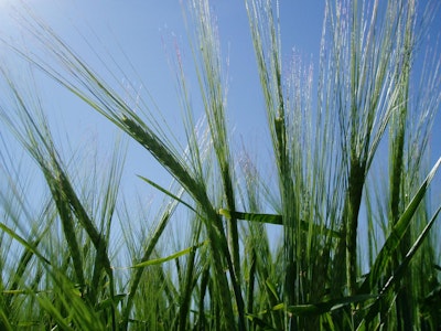 Holistic Approach to Genetics and Plant Breeding