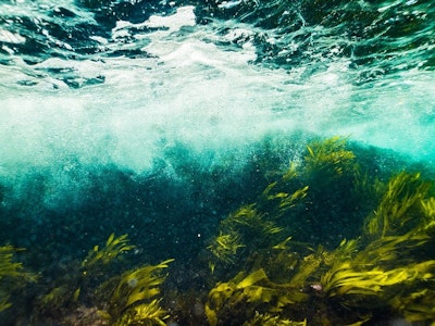 A Flexible, Seaweed Like Generator