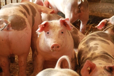 Sensors and AI Boost Profitability of Agricultural Facilities