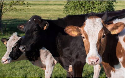 A Smart Livestock Farming Solution