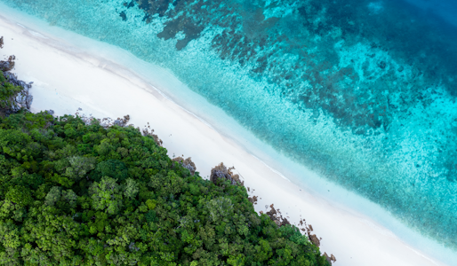 Carbon Dioxide Removal: Natural and Engineered Solutions to Reverse Climate Change