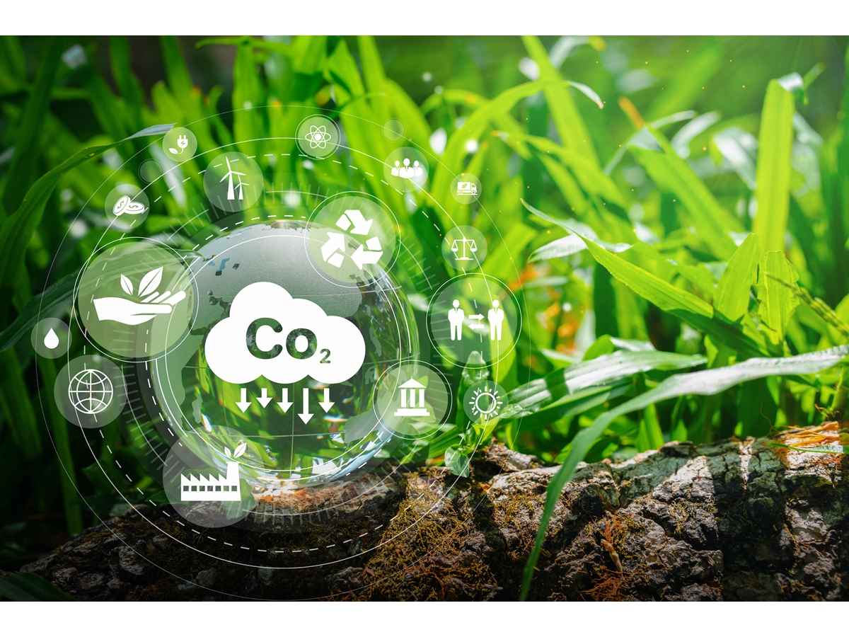 Afforestation, Bioenergy with Carbon Capture, and Direct Ocean Capture
