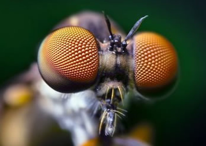 insect eyes inspire perovskite