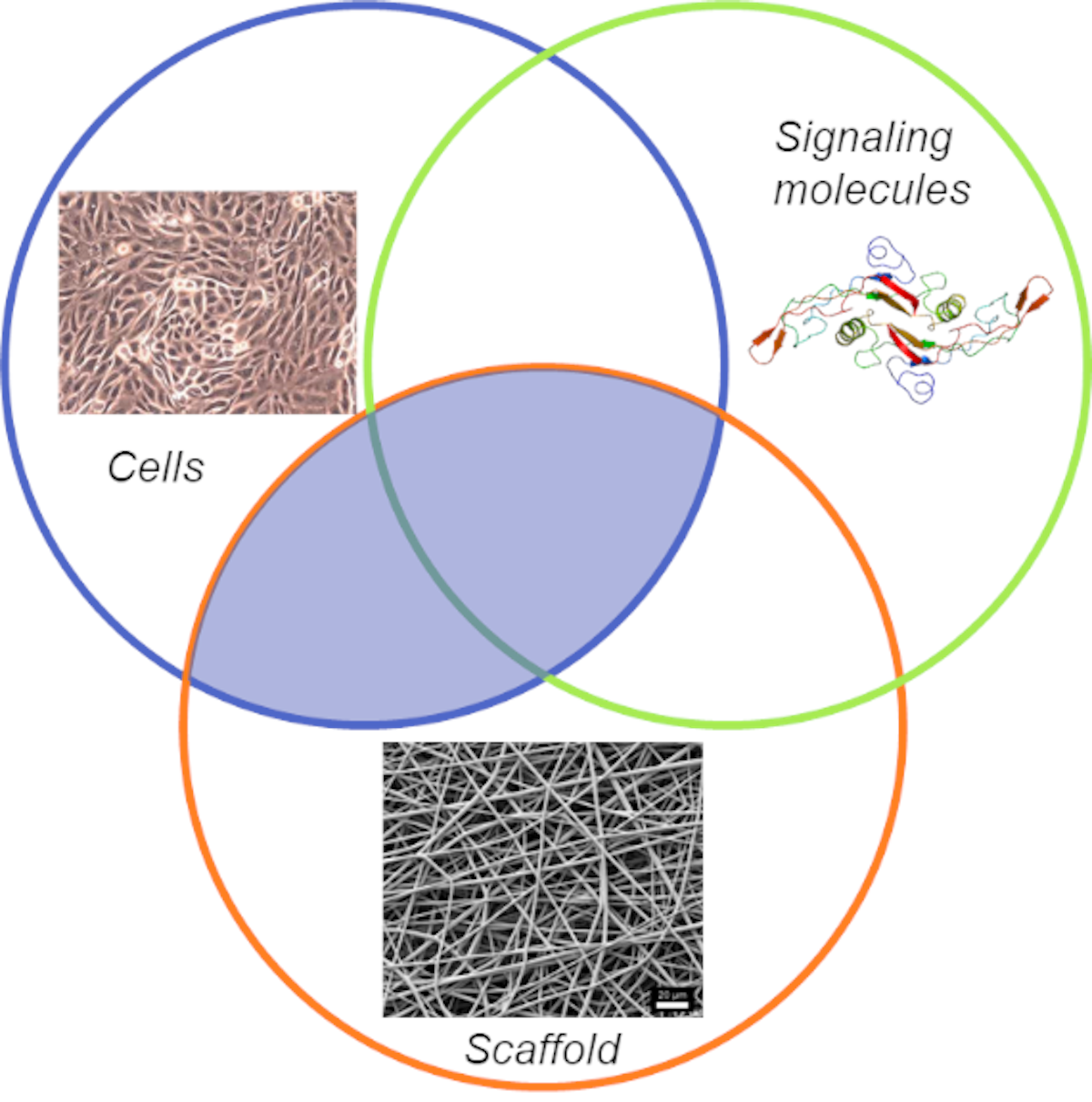 Tissue Engineering 18 28 Technologies Markets Forecasts Idtechex Tissue Engineering 18 28 Technologies Markets Forecasts Idtechex