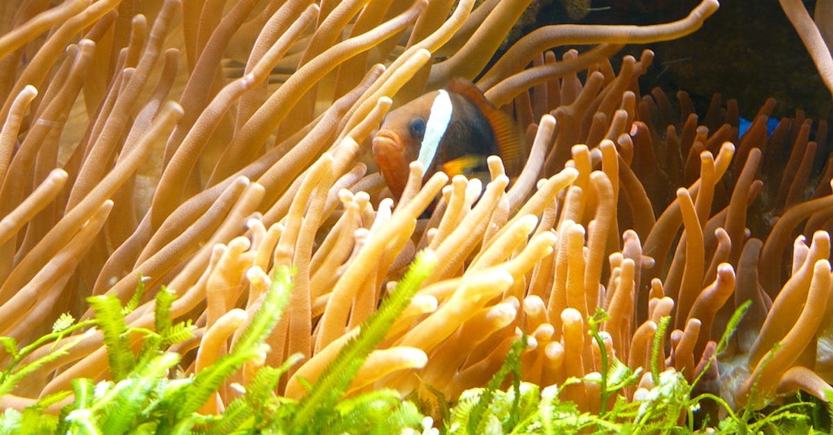 Get Robotic Gripping Mechanism Mimics How Sea Anemones Catch Prey Robotics Research Desktop Wallpaper Free Get Wallpaper Robotic Gripping Mechanism Mimics How Sea Anemones Catch Prey Robotics Research Free