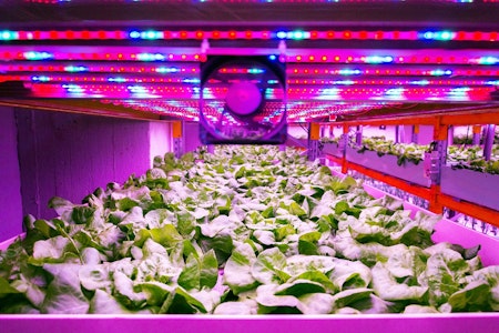Vertical Farming: Can Indoor Farming Reach Its Full Potential?