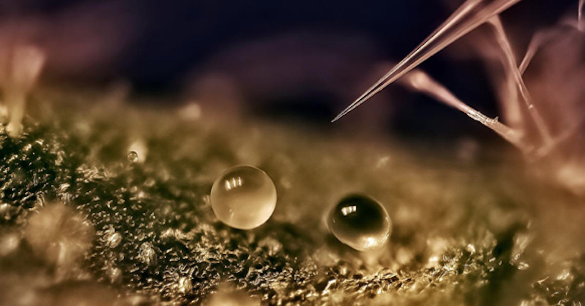 World's Smallest Fruit Picker Controlled by AI - Off Grid Energy Independence World's Smallest Fruit Picker Controlled by AI - Off Grid Energy Independence